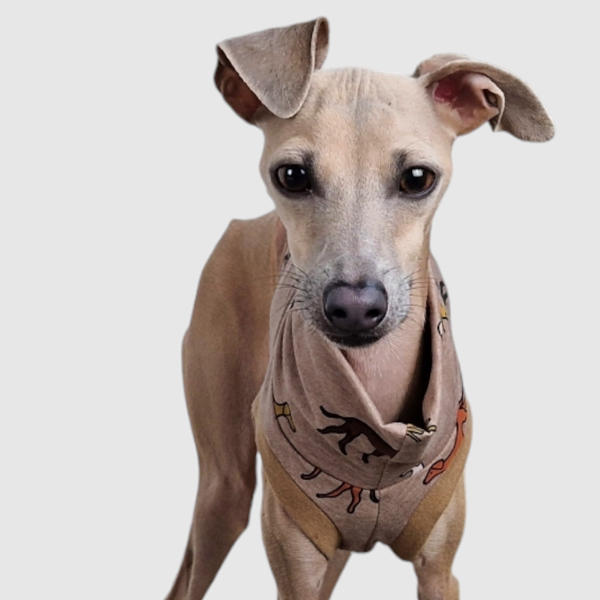 Crop Top in Beige für ein italienisches Windspiel.