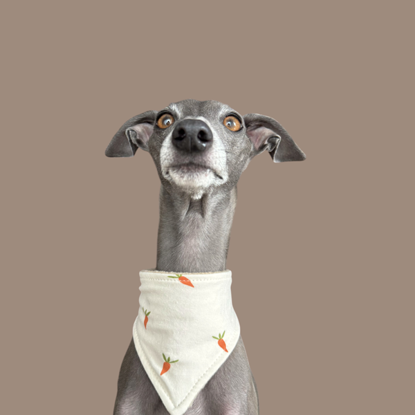 Halstuch "covered neck" Osteredition Möhren creme