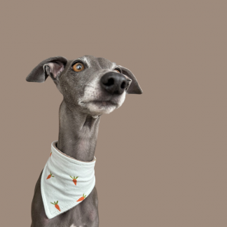 Halstuch "covered neck" Osteredition Möhren hellblau