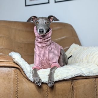 Italienisches Windspiel trägt Pullover Urban Tee in der Farbe blush.