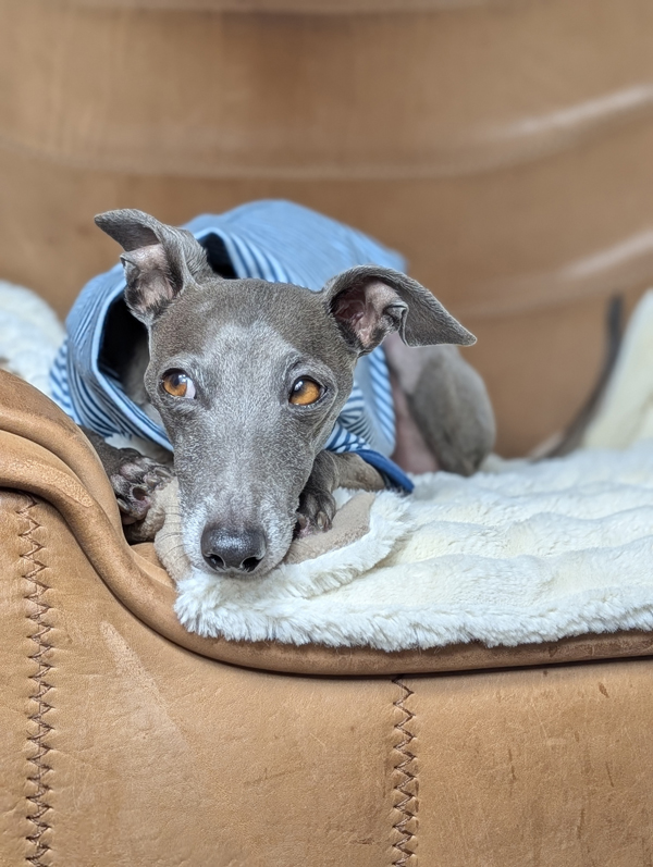 Italienisches Windspiel trägt Pullover Urban Tee in der Farbe jeans.