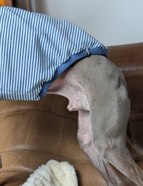 Italienisches Windspiel trägt Pullover Urban Tee in der Farbe jeans.