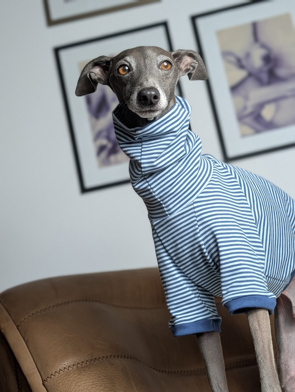 Italienisches Windspiel trägt Pullover Urban Tee in der Farbe jeans.