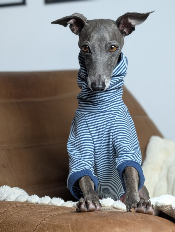 Italienisches Windspiel trägt Pullover Urban Tee in der Farbe jeans.