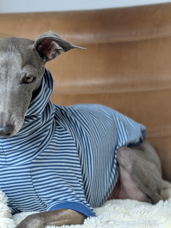 Italienisches Windspiel trägt Pullover Urban Tee in der Farbe jeans.