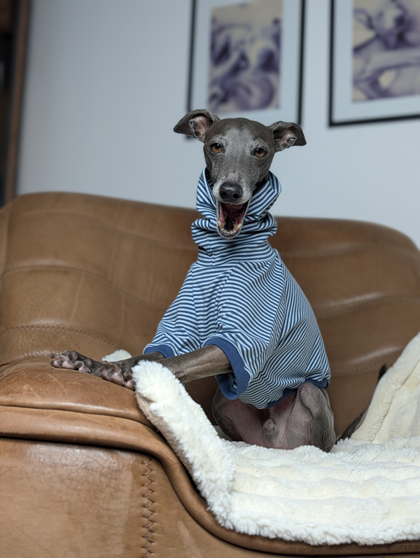 Italienisches Windspiel trägt Pullover Urban Tee in der Farbe jeans.