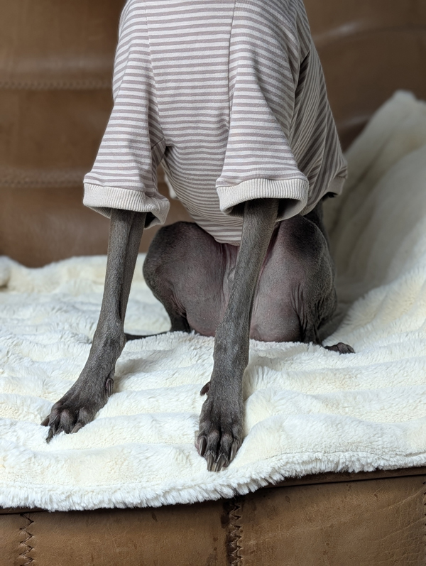 Italienisches Windspiel trägt Pullover Urban Tee in der Farbe taupe.