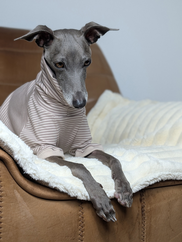 Italienisches Windspiel trägt Pullover Urban Tee in der Farbe taupe.