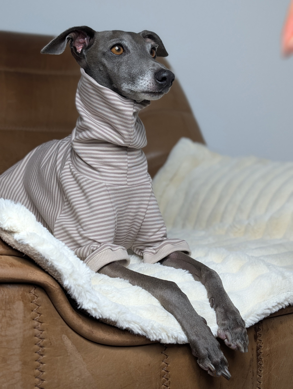 Italienisches Windspiel trägt Pullover Urban Tee in der Farbe taupe.