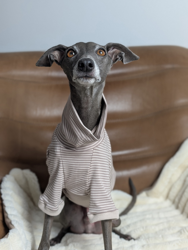 Italienisches Windspiel trägt Pullover Urban Tee in der Farbe taupe.