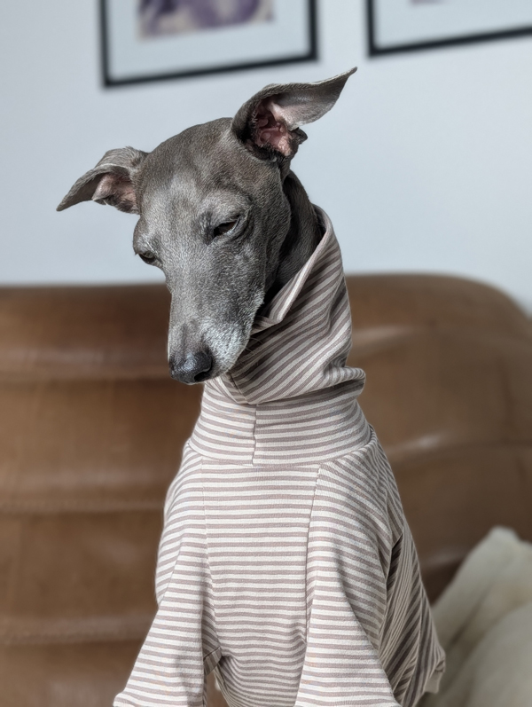 Italienisches Windspiel trägt Pullover Urban Tee in der Farbe taupe.