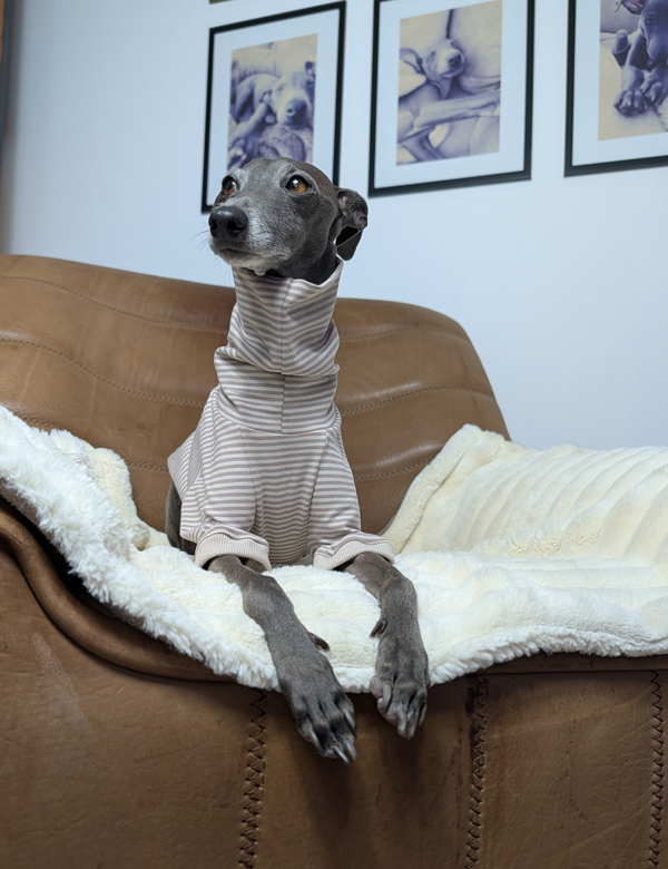 Italienisches Windspiel trägt Pullover Urban Tee in der Farbe taupe.