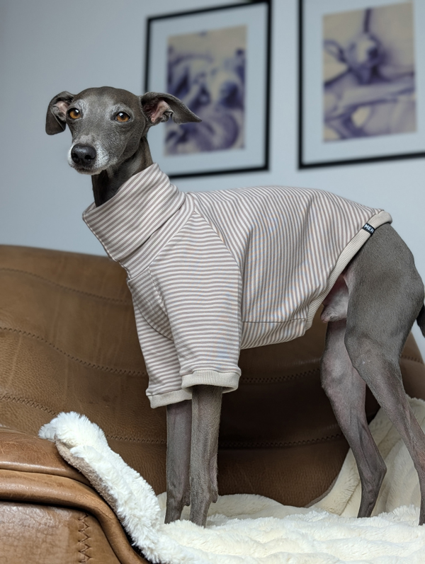 Italienisches Windspiel trägt Pullover Urban Tee in der Farbe taupe.