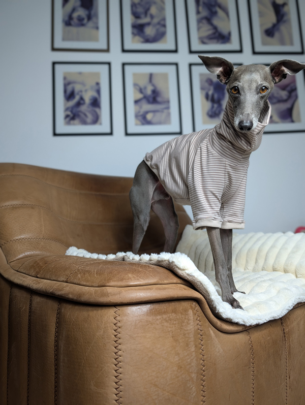 Italienisches Windspiel trägt Pullover Urban Tee in der Farbe taupe.