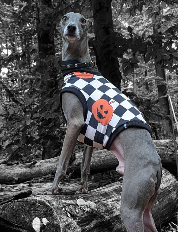 Italienisches Windspiel trägt Shirt im Halloween Look.