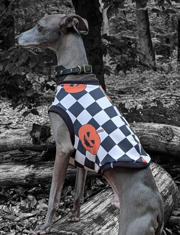 Italienisches Windspiel trägt Shirt im Halloween Look.