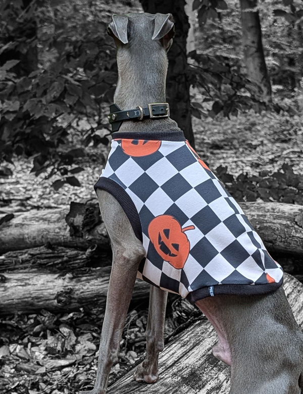 Italienisches Windspiel trägt Shirt im Halloween Look.