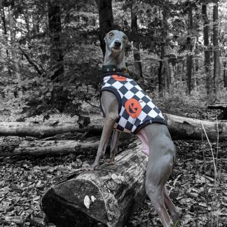 Italienisches Windspiel trägt Shirt im Halloween Look.