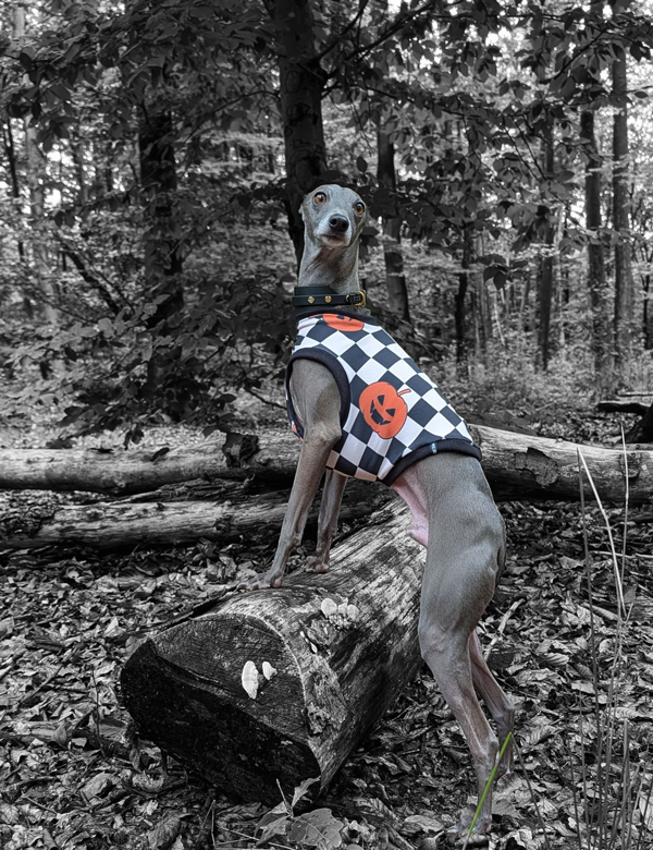 Italienisches Windspiel trägt Shirt im Halloween Look.