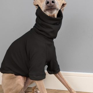 Italienisches Windspiel trägt Pullover Urban Tee in der Farbe schwarz.