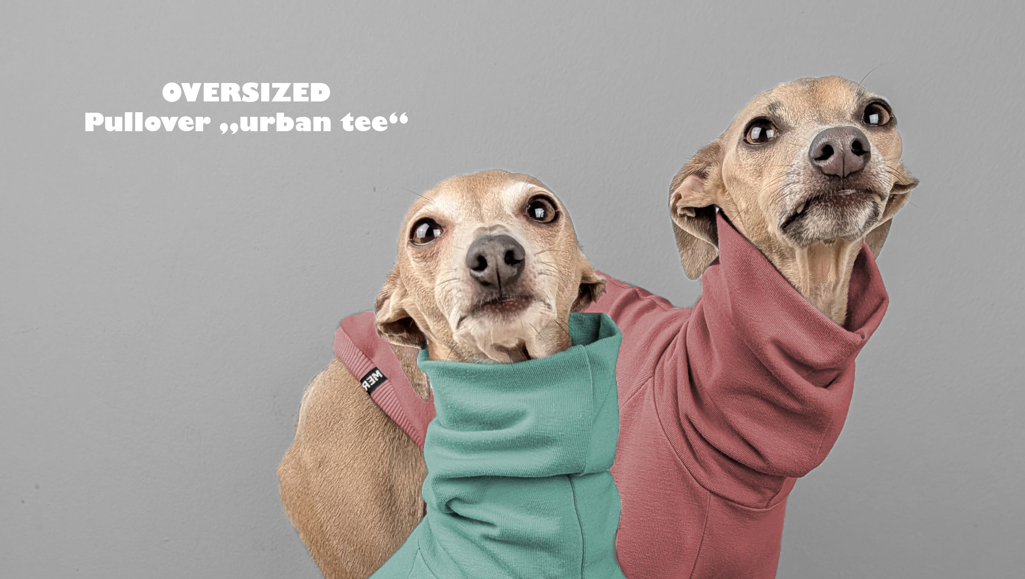 Italienisches Windspiel trägt Pullover Urban Tee in der Farbe dunkelmint.