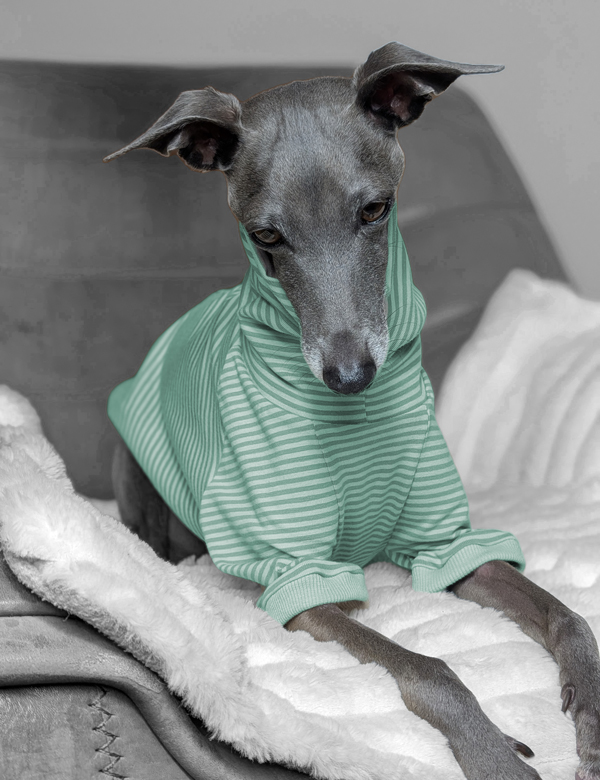Italienisches Windspiel trägt Pullover Urban Tee in der Farbe mint.