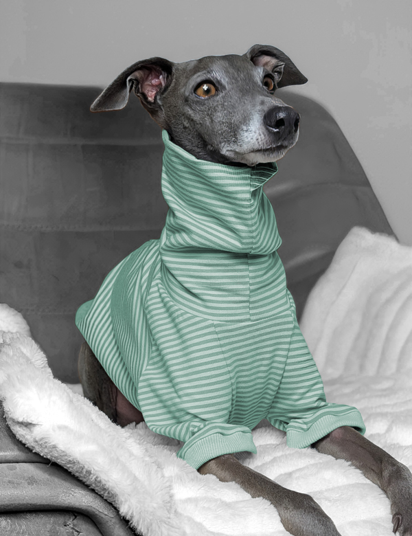 Italienisches Windspiel trägt Pullover Urban Tee in der Farbe mint.